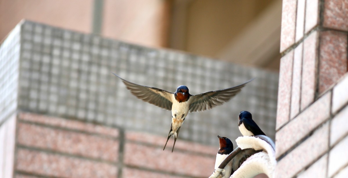 Barn Swallow (Buff-bellied) - Ting-Wei (廷維) HUNG (洪)