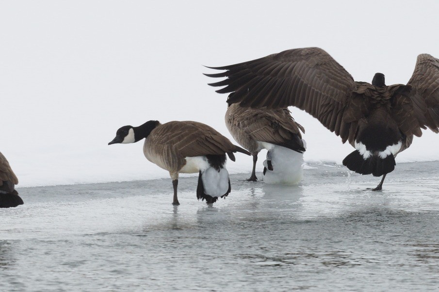 Canada Goose - ML518524431