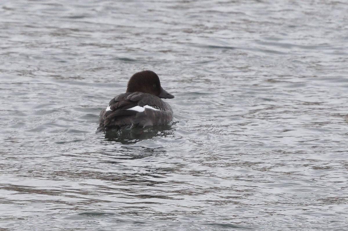 Common Goldeneye - ML518524561