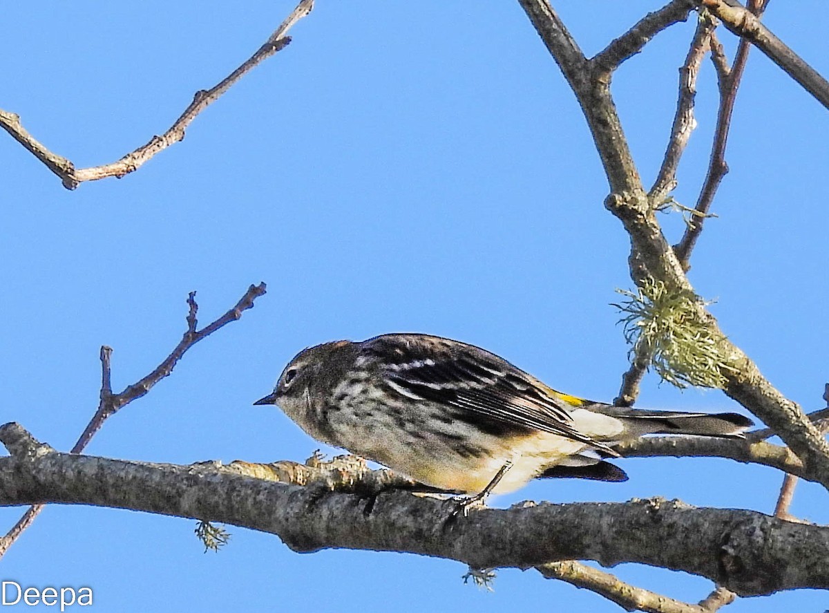 Yellow-rumped Warbler - ML518526641