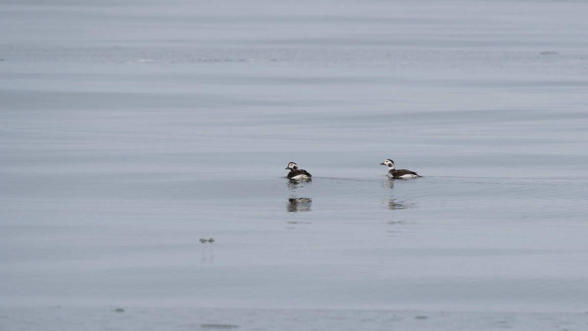 Long-tailed Duck - ML518527561