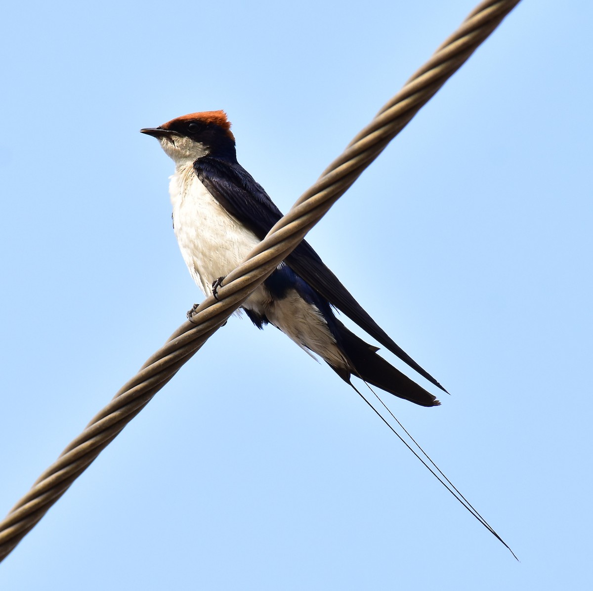 Wire-tailed Swallow - Arindam Roy