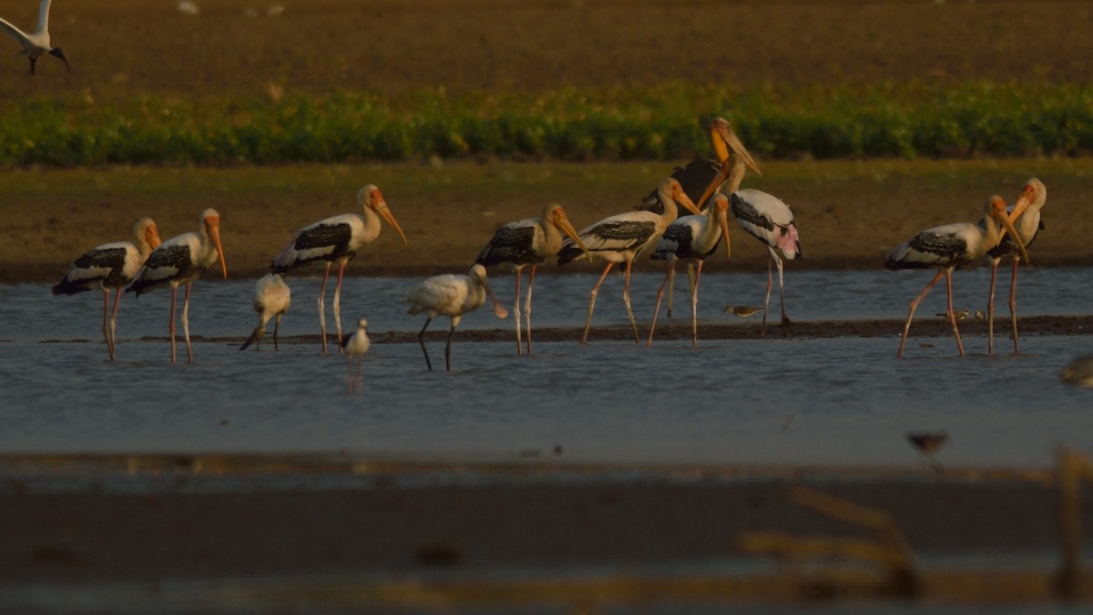 Painted Stork - ML51852821