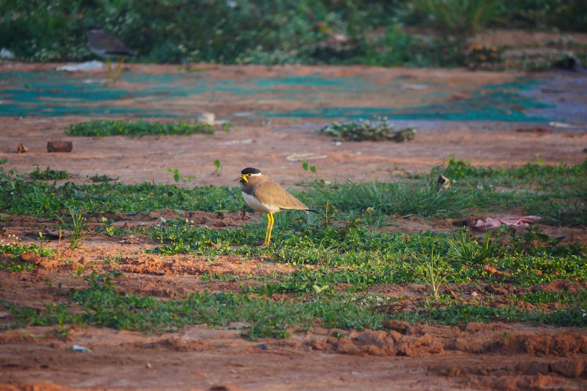 Yellow-wattled Lapwing - ML518528661