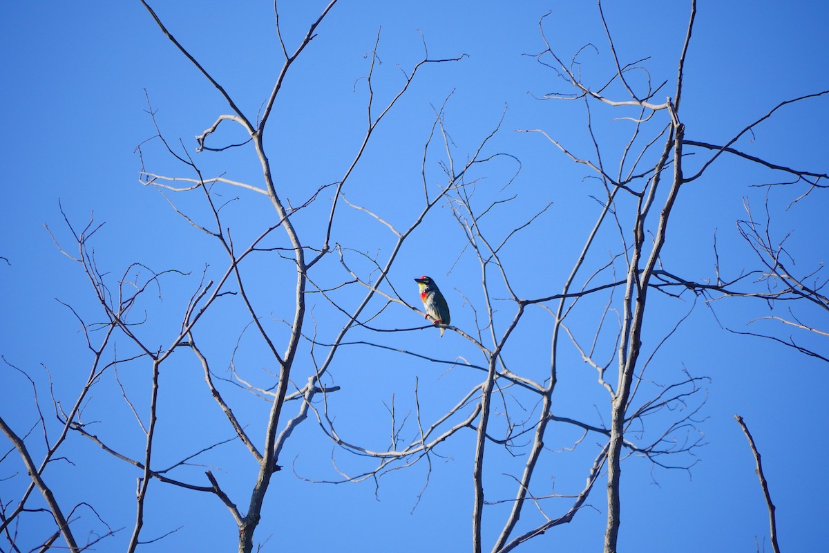 barbet zvučnohlasý - ML518529401