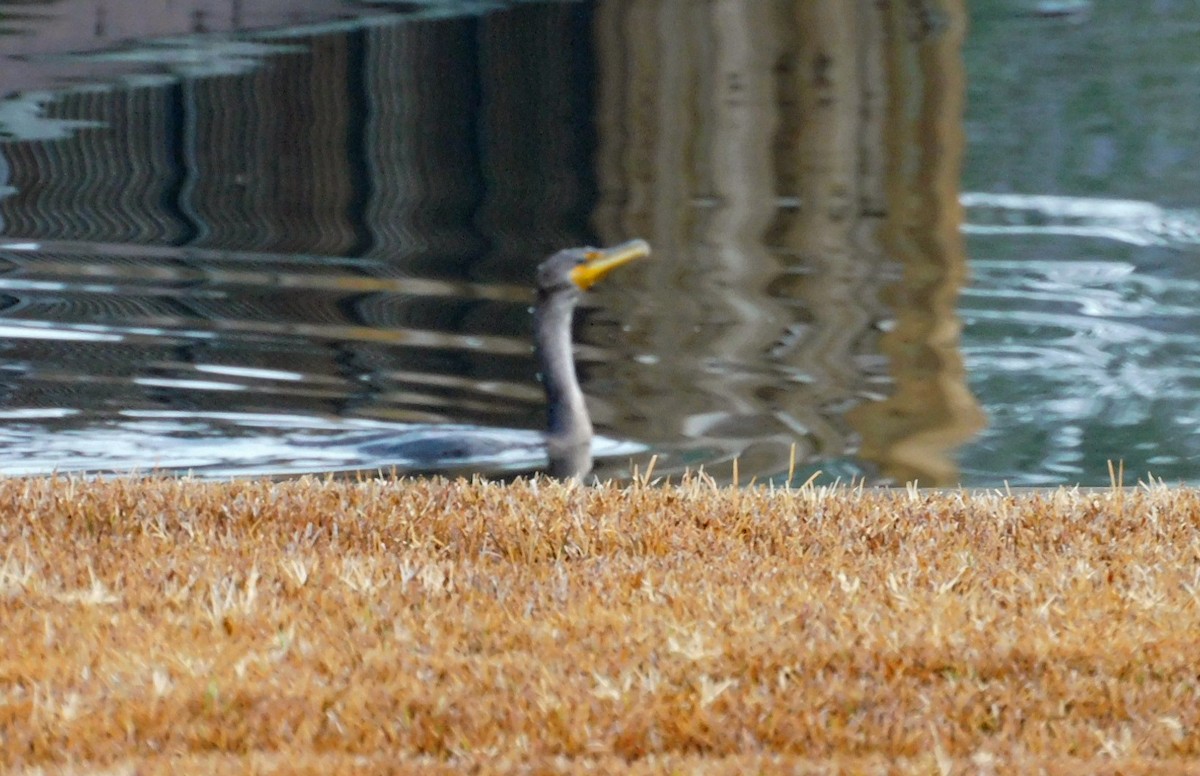 Cormoran à aigrettes - ML518531821