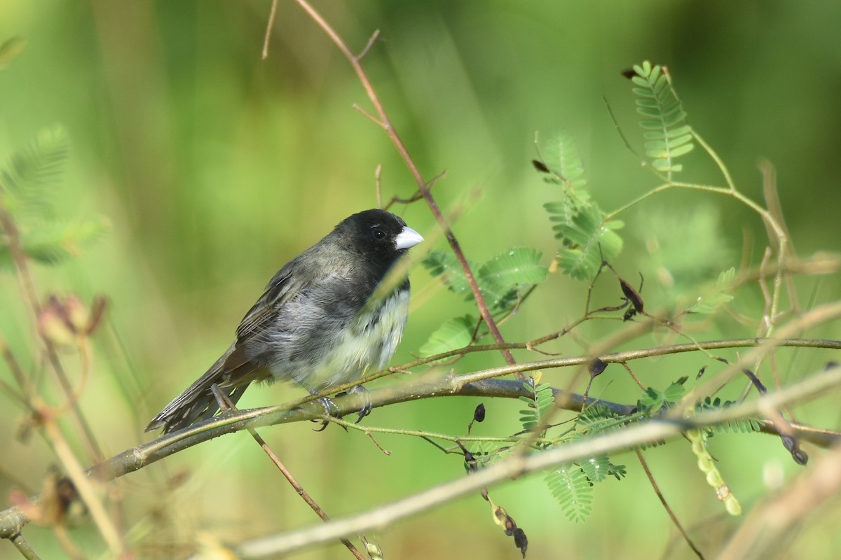 Yellow-bellied Seedeater - ML518532531