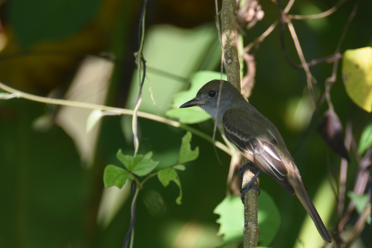 Great Crested Flycatcher - ML518532581