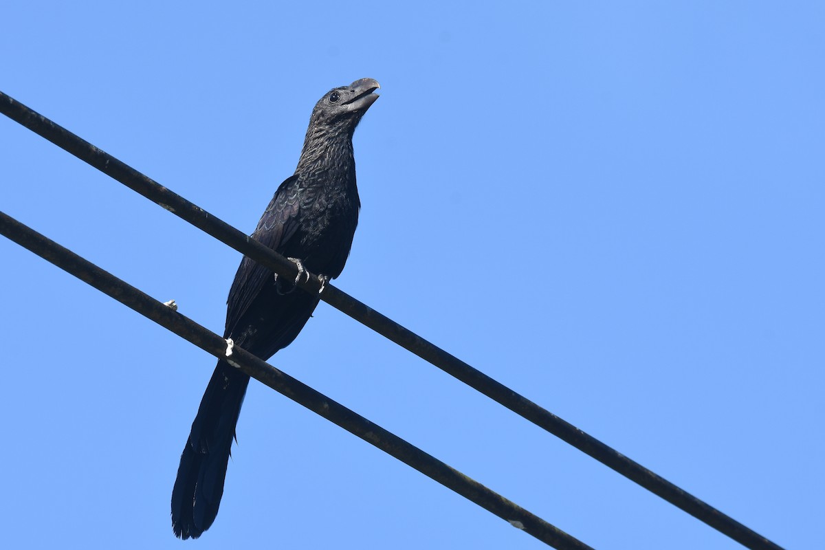 Smooth-billed Ani - ML518532741