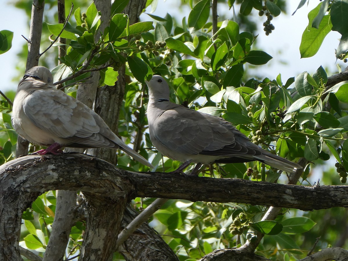 Eurasian Collared-Dove - ML518533291