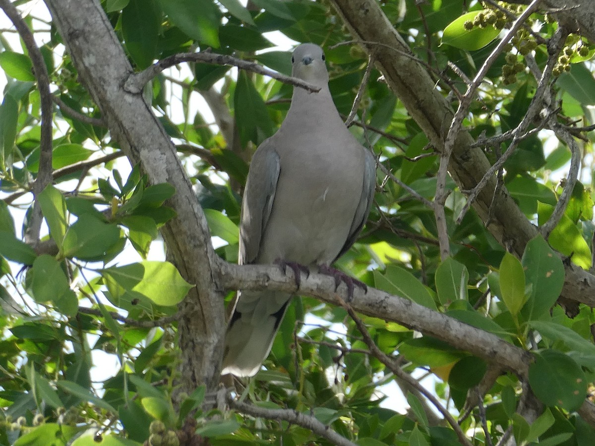 Eurasian Collared-Dove - ML518533301