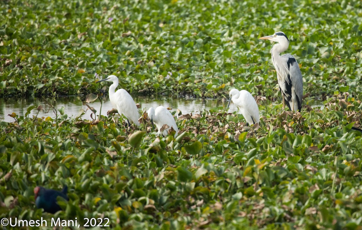 Gray Heron - Umesh Mani