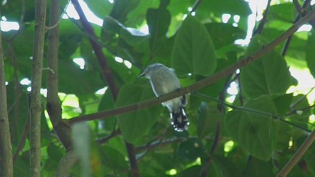 Sooretama Slaty-Antshrike - ML518534111