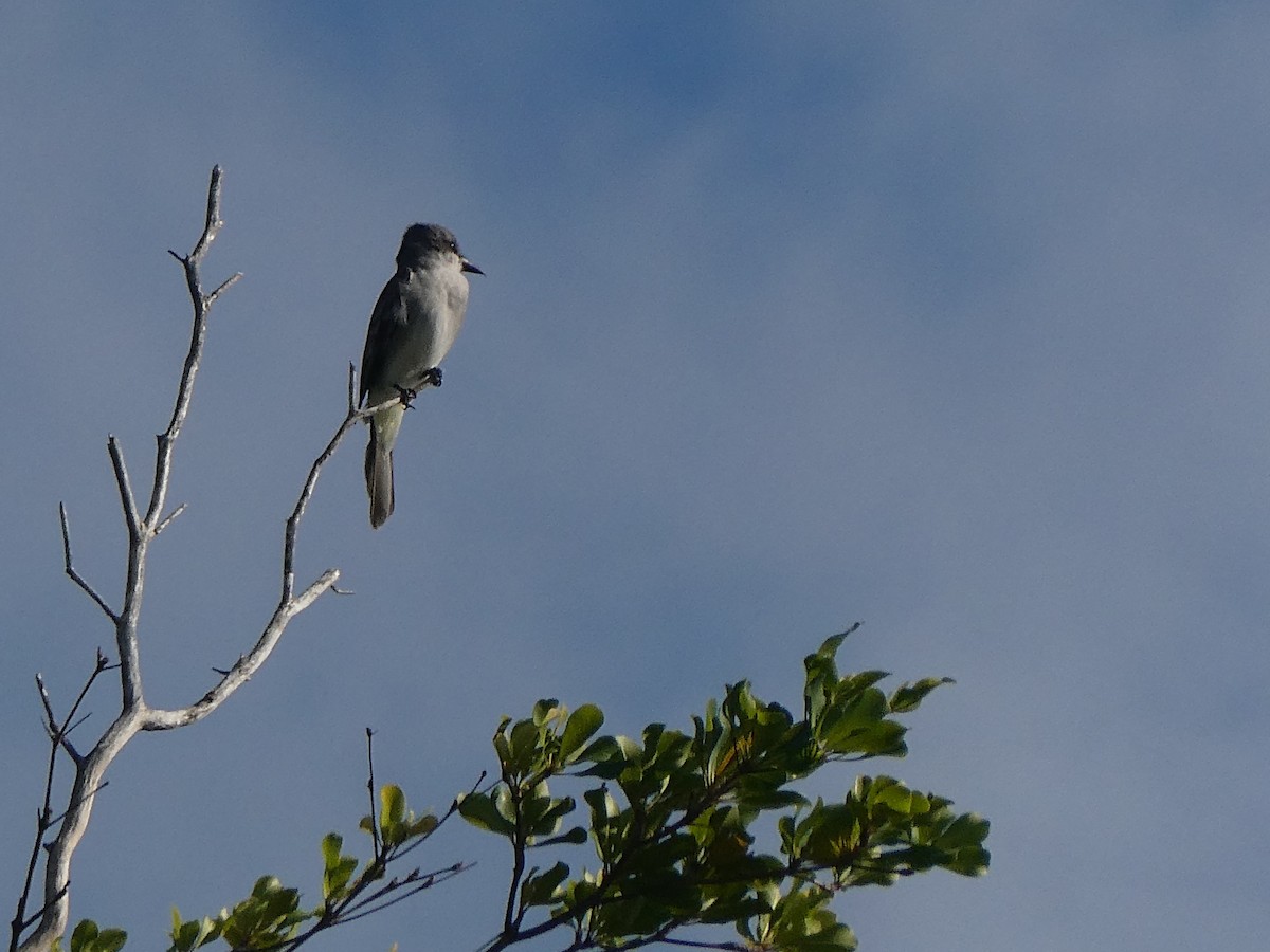 Gray Kingbird - ML518534651