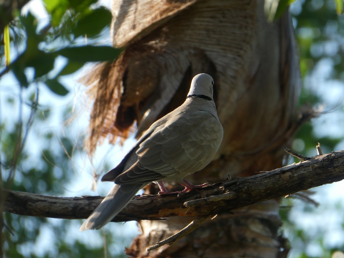 Eurasian Collared-Dove - ML518535171