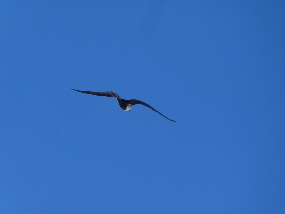 Magnificent Frigatebird - ML518535351