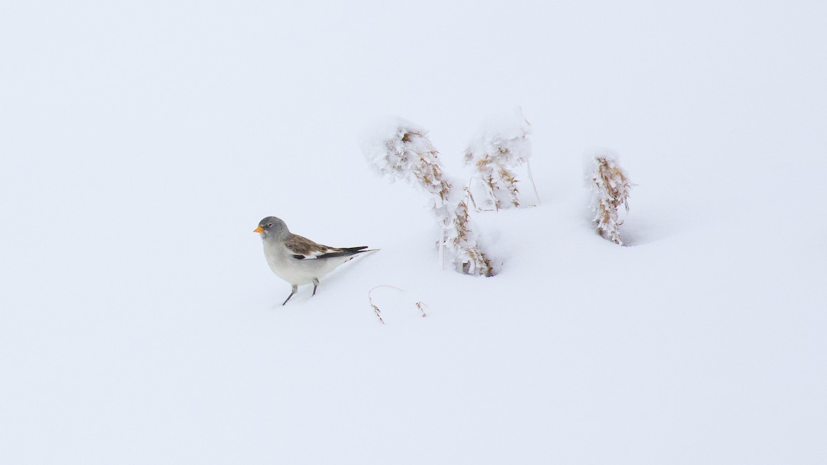 White-winged Snowfinch - ML51853561