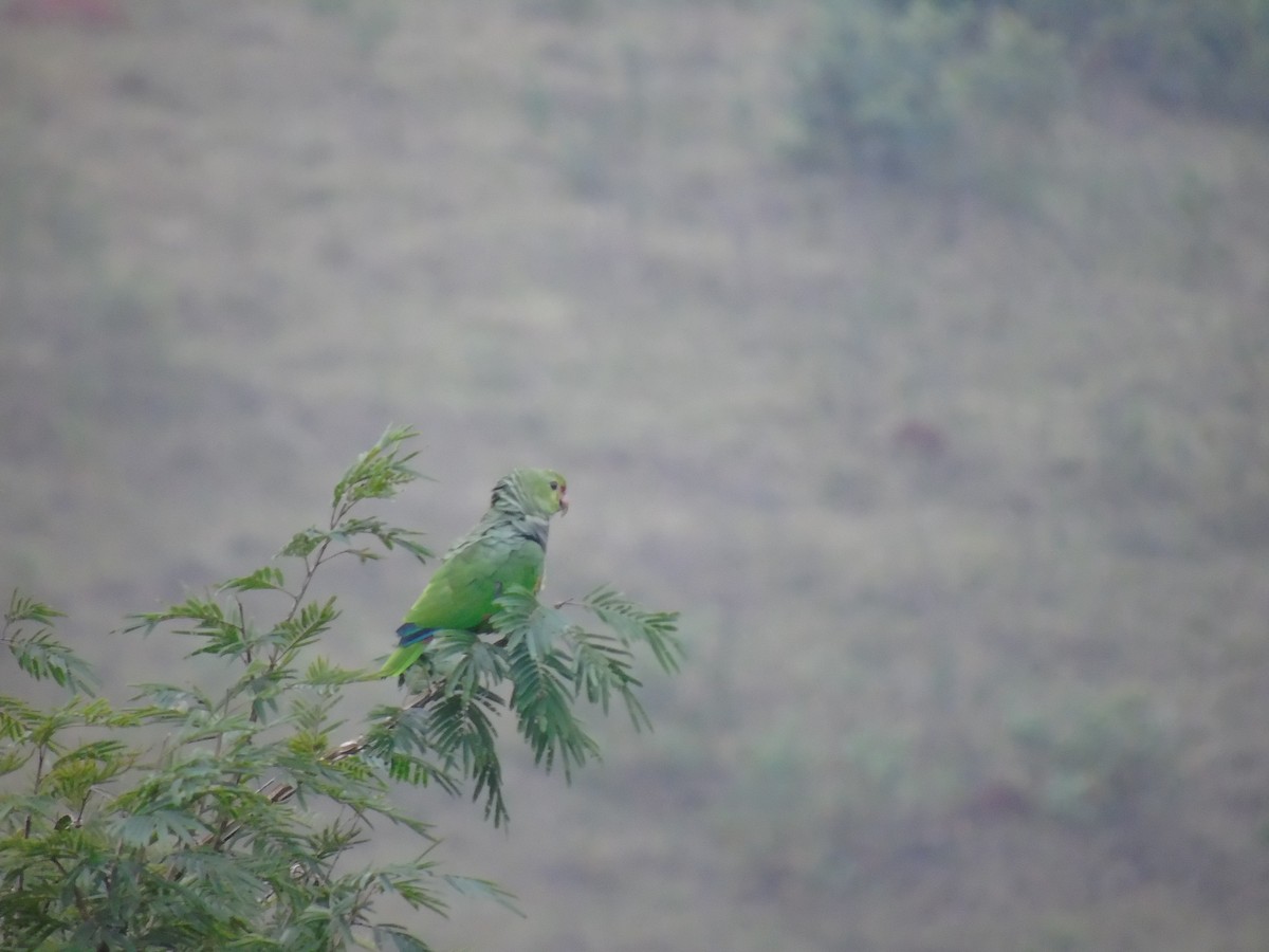 ブドウイロボウシインコ - ML518535671