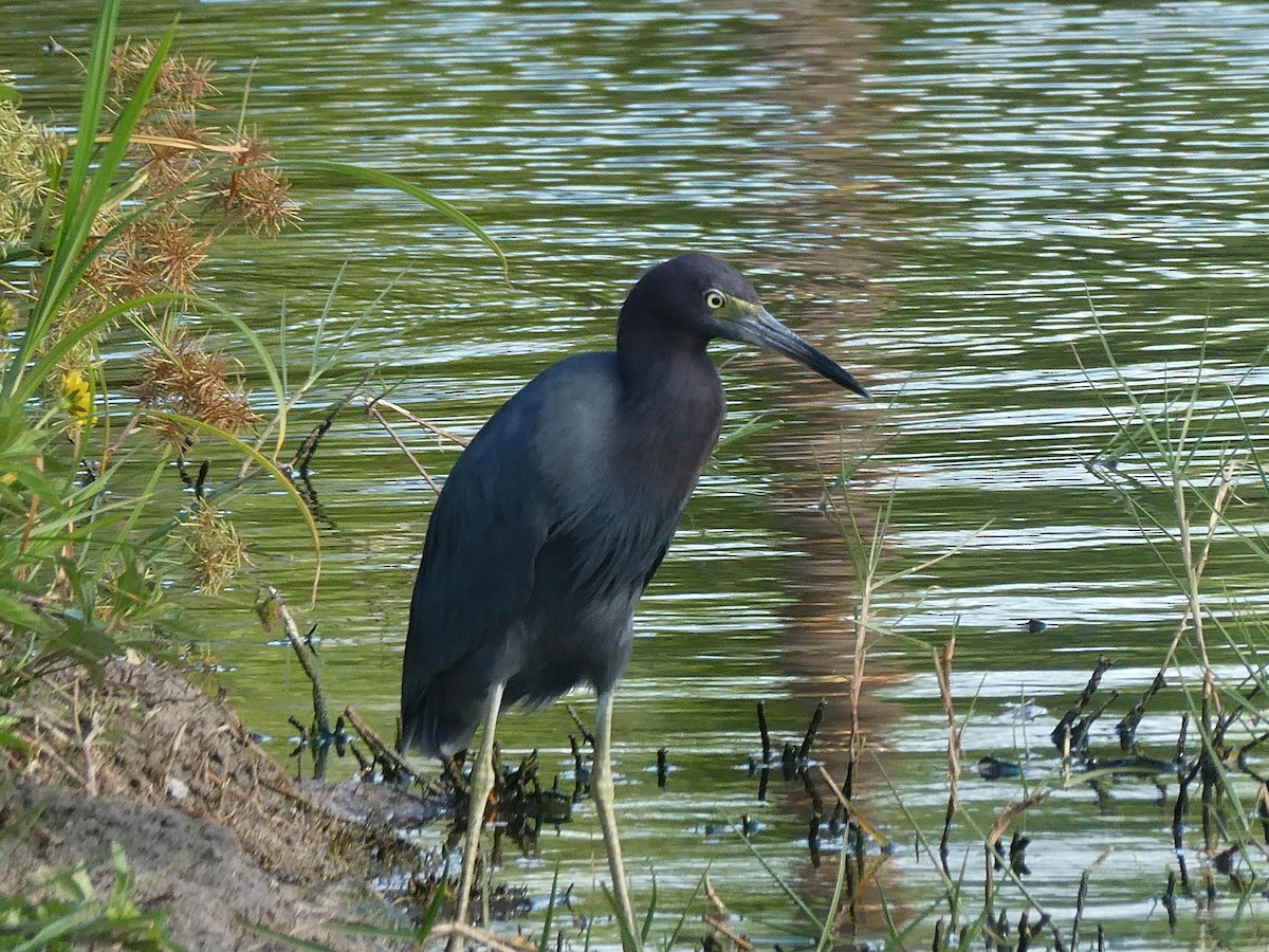 Little Blue Heron - ML518535691