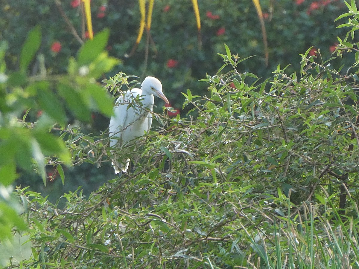 Western Cattle Egret - ML518535741