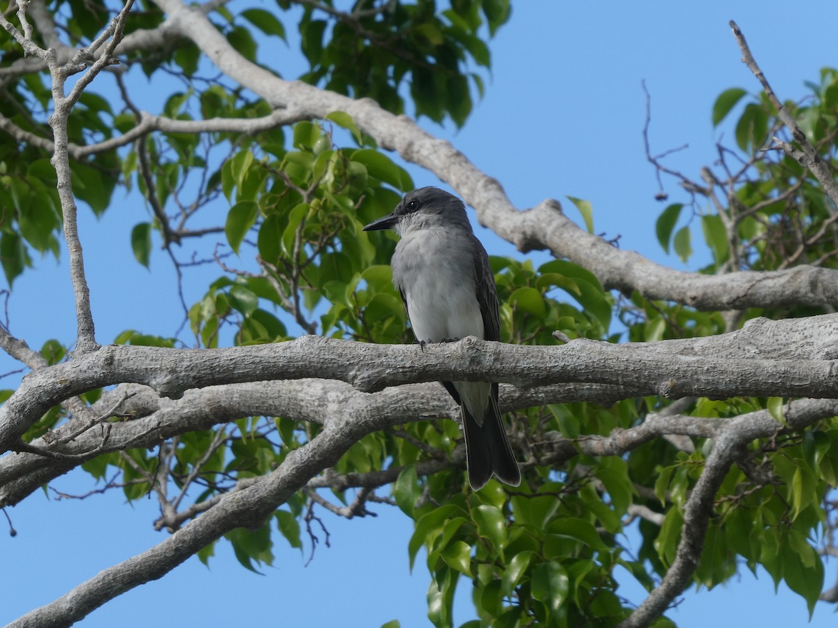 Gray Kingbird - ML518535781