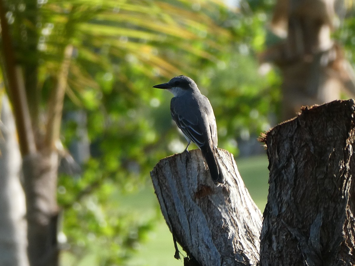 Gray Kingbird - ML518535791