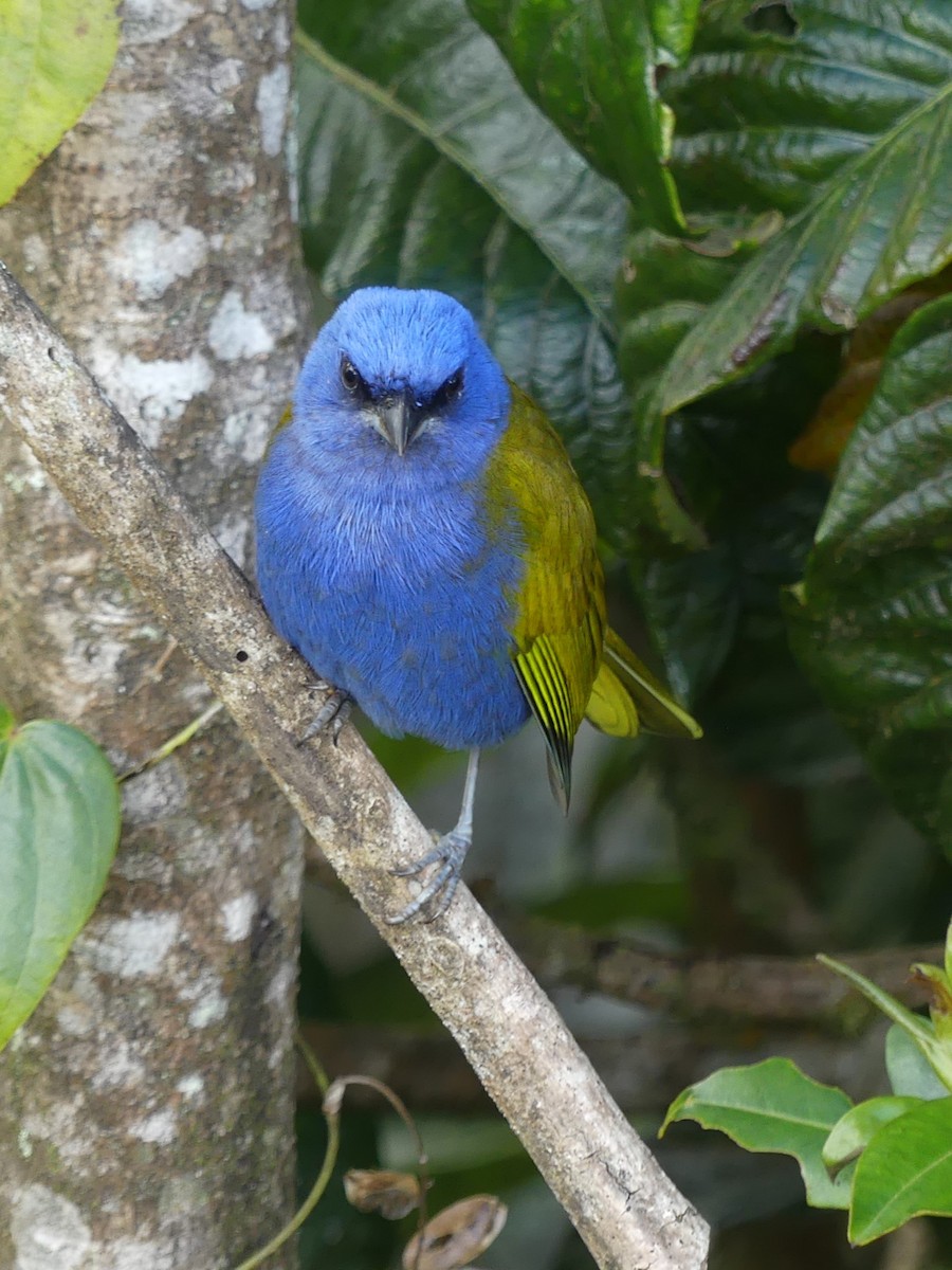 Blue-capped Tanager - Chris Sharpe