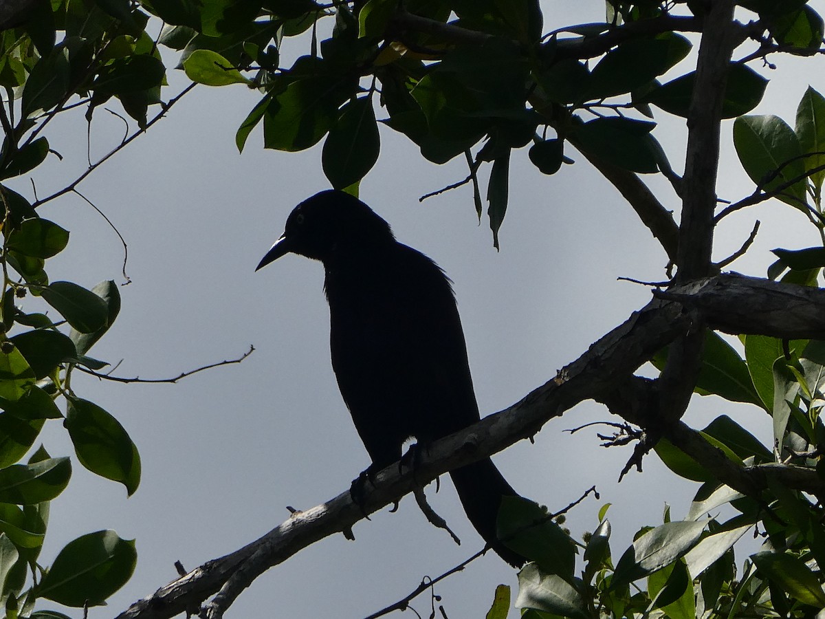 Greater Antillean Grackle - ML518536381