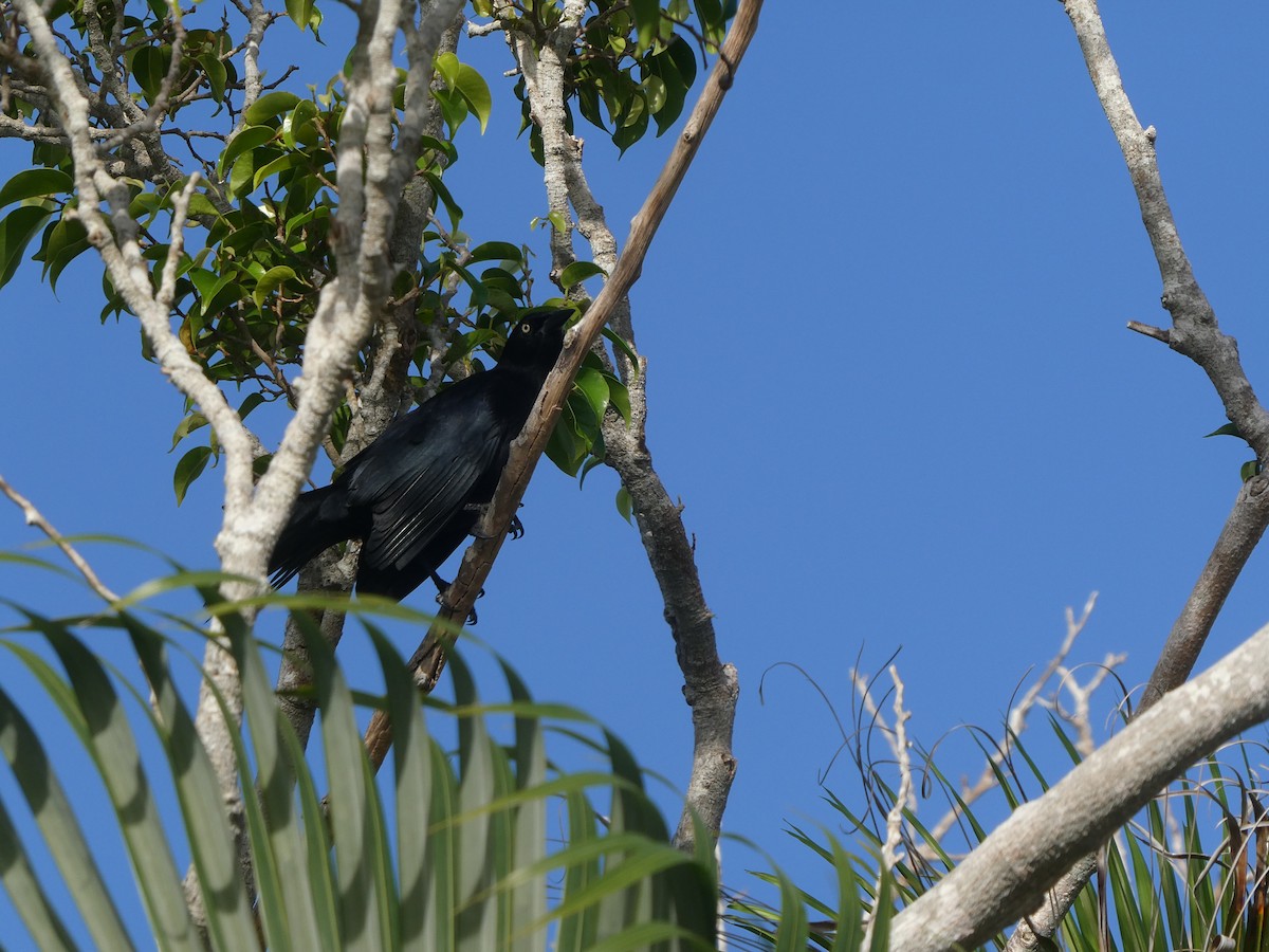 Greater Antillean Grackle - ML518536391