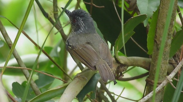 Spot-breasted Antvireo - ML518536591