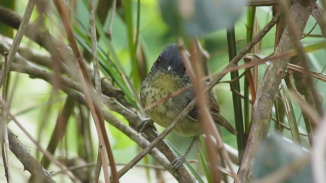 Spot-breasted Antvireo - ML518536621