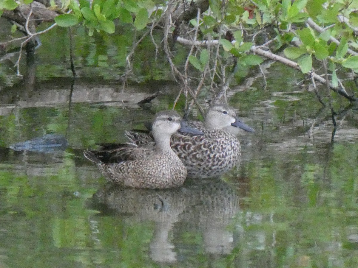 Blue-winged Teal - ML518536791