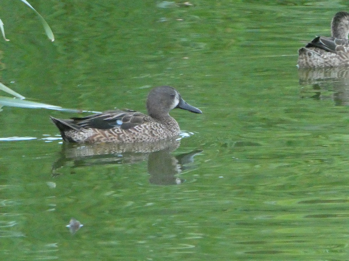 Blue-winged Teal - ML518536801