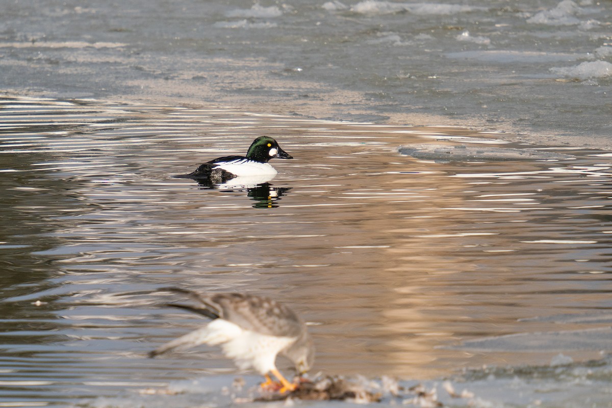 Common Goldeneye - ML518536901