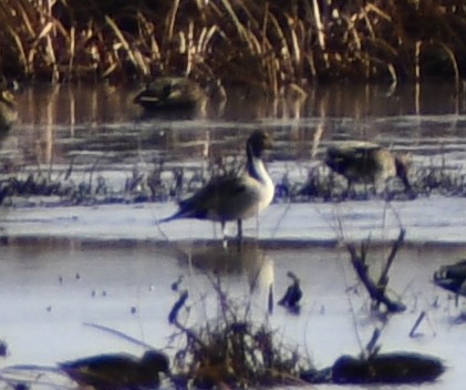 Northern Pintail - ML518537521