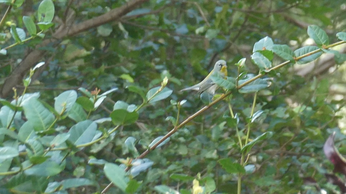 Northern Parula - ML518538021