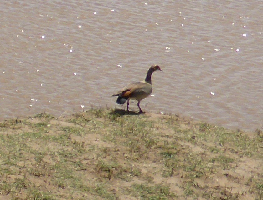 Egyptian Goose - ML518538201