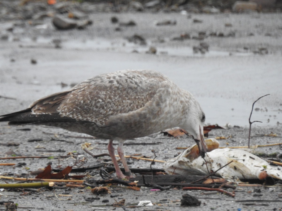 Herring Gull - ML518540321