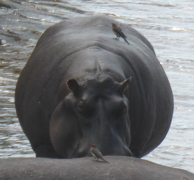 Red-billed Oxpecker - ML518540531