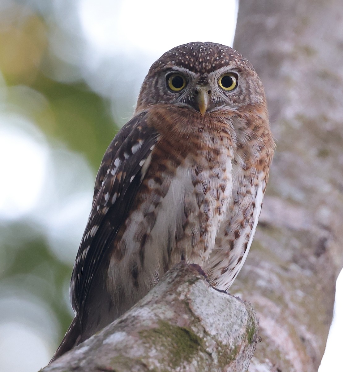 Cuban Pygmy-Owl - ML518541111