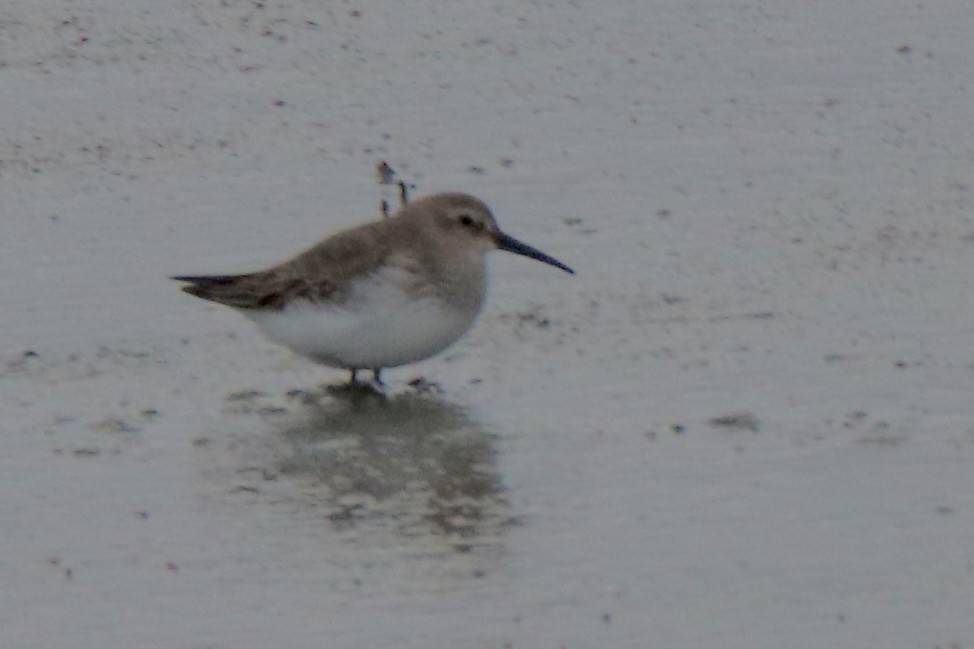 Dunlin - Ross Brown