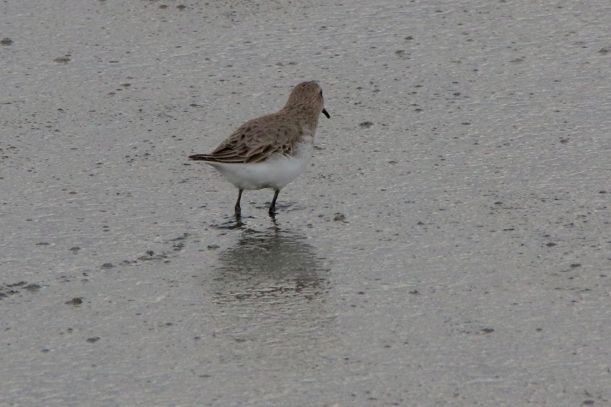 Dunlin - ML518541311