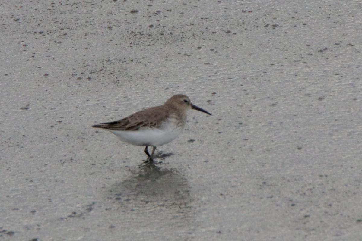 Dunlin - Ross Brown