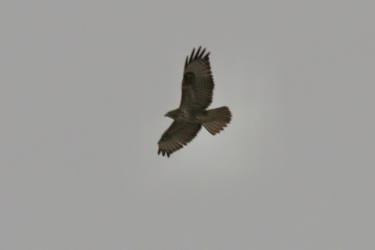 Common Buzzard - ML518541391