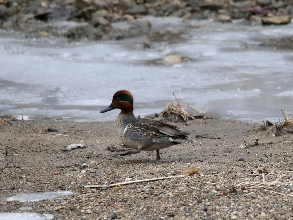 Green-winged Teal - ML518541851