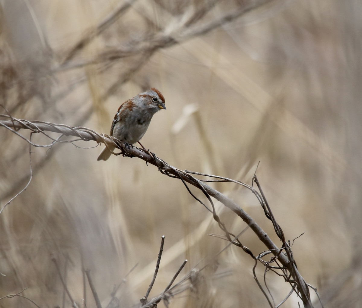 American Tree Sparrow - ML518542111