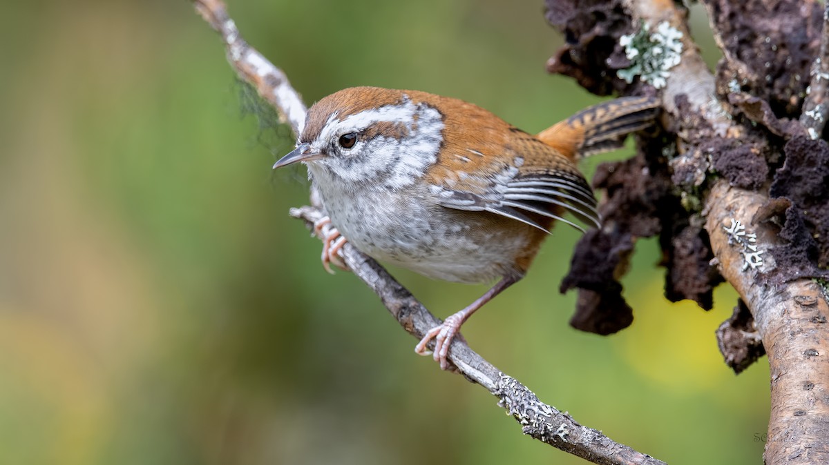 Timberline Wren - Shailesh Pinto