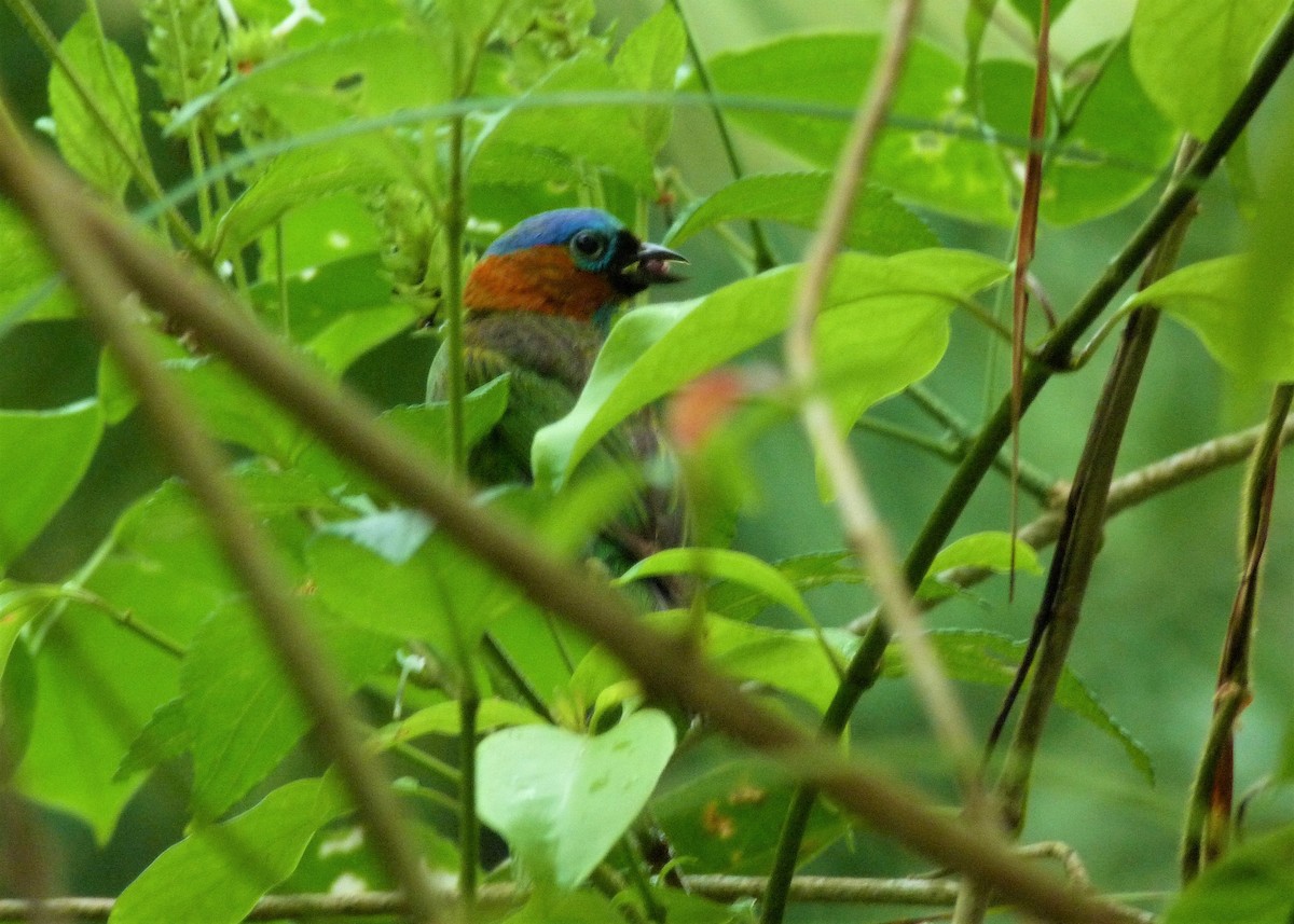 Red-necked Tanager - ML518544241
