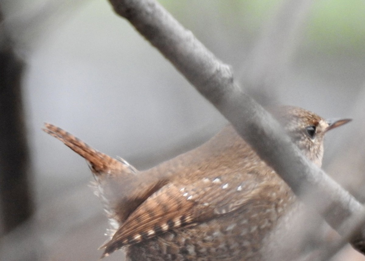 Winter Wren - ML518545171