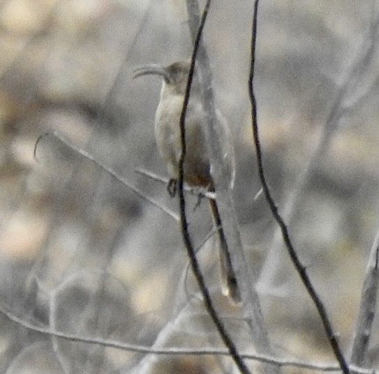 Cuitlacoche Culirrojo - ML518545591